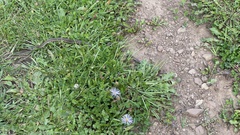 Thamnophis elegans vagrans