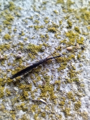 Hydrometra stagnorum