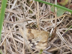 Heliothis viriplaca