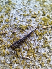 Hydrometra stagnorum