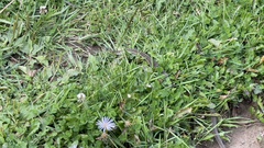 Thamnophis elegans vagrans