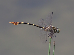 Phyllogomphoides stigmatus