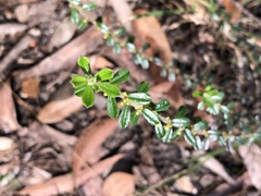 Phyllanthus hirtellus