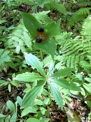 Medeola virginiana