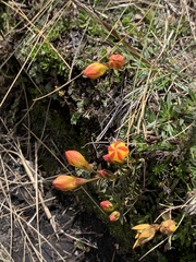 Gentianella hirculus