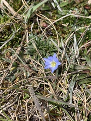 Gentiana sedifolia