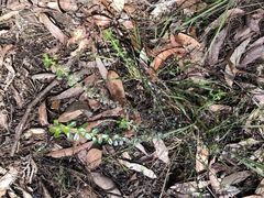 Phyllanthus hirtellus