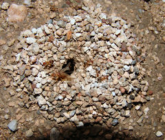 Myrmecocystus mexicanus