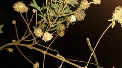 Peucetia rubrolineata