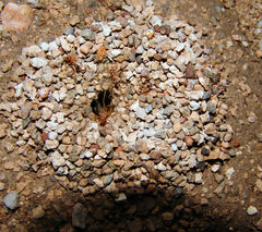Myrmecocystus mexicanus