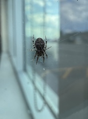 Araneidae