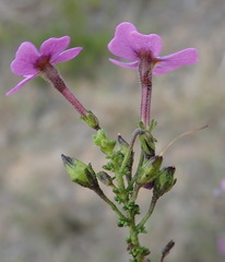 Jamesbrittenia calciphila