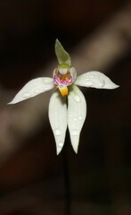 Caladenia alata
