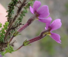 Jamesbrittenia calciphila