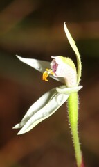 Caladenia alata