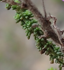 Jamesbrittenia calciphila