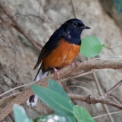 Copsychus malabaricus