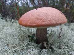 Leccinum versipelle