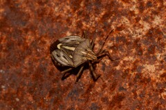 Dippilana membranacea