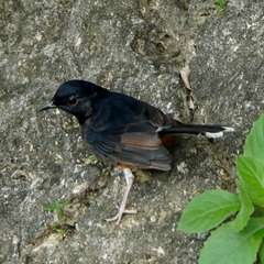 Copsychus malabaricus
