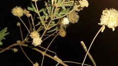 Peucetia rubrolineata