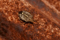 Dippilana membranacea