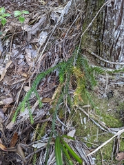 Phlegmariurus billardierei