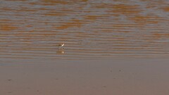 Charadrius ruficapillus