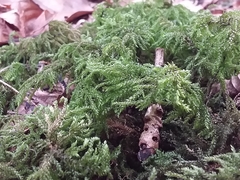 Thamnobryum alopecurum