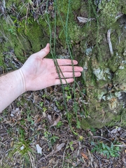 Phlegmariurus billardierei