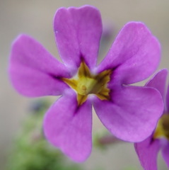 Jamesbrittenia calciphila