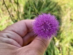 Cirsium