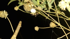 Peucetia rubrolineata
