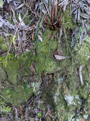 Phlegmariurus billardierei