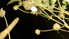 Peucetia rubrolineata