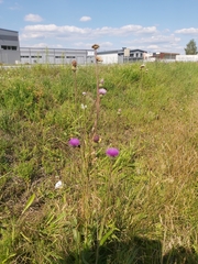 Cirsium
