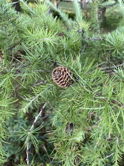 Larix