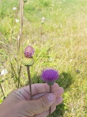 Cirsium