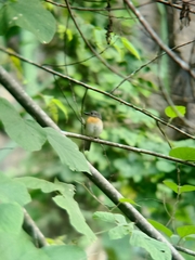 Cyornis sumatrensis