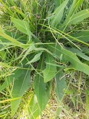 Cirsium