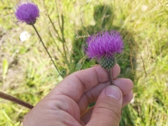 Cirsium