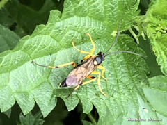 Ichneumon