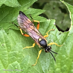 Ichneumon