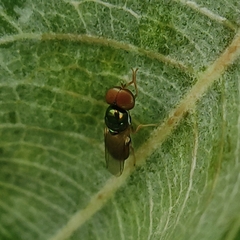 Microchrysa