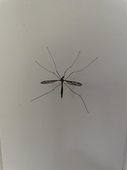 Tipula furca