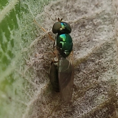 Microchrysa