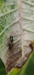 Microchrysa
