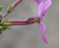 Jamesbrittenia calciphila