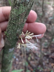 Loranthaceae