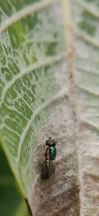 Microchrysa